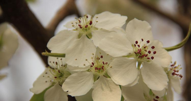 梨花花语与其代表意义（揭秘梨花的花语）