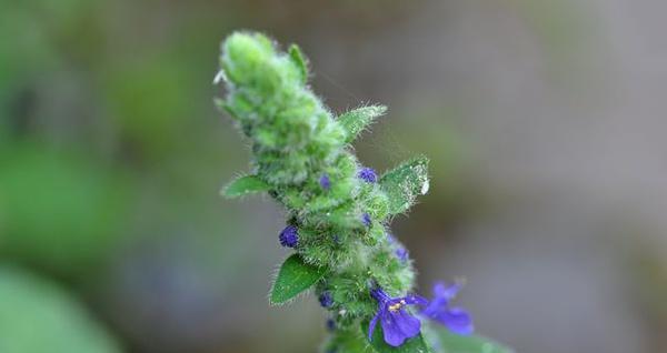 植物的主要特征及其代表李亚科（探索植物世界中的李亚科家族）