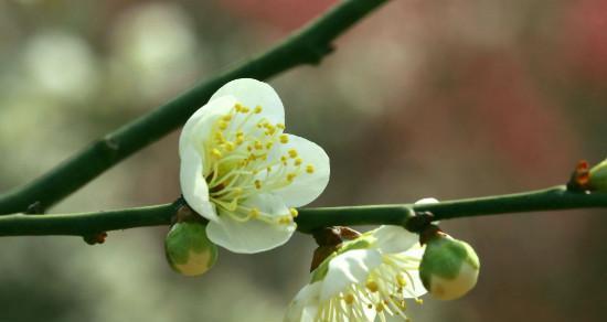 梅花的花语与代表意义（傲雪凌寒）