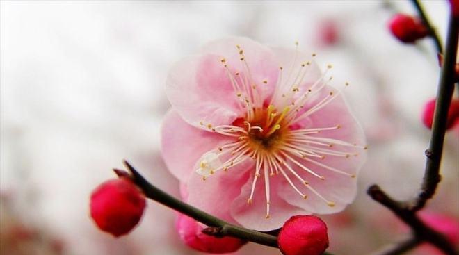 梅花之美（用梅花解读坚毅人生）