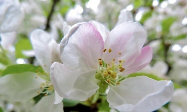 苹果花的象征意义与寓意（以花语传递的希望与美好）