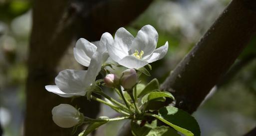 苹果花的象征意义与寓意（以花语传递的希望与美好）