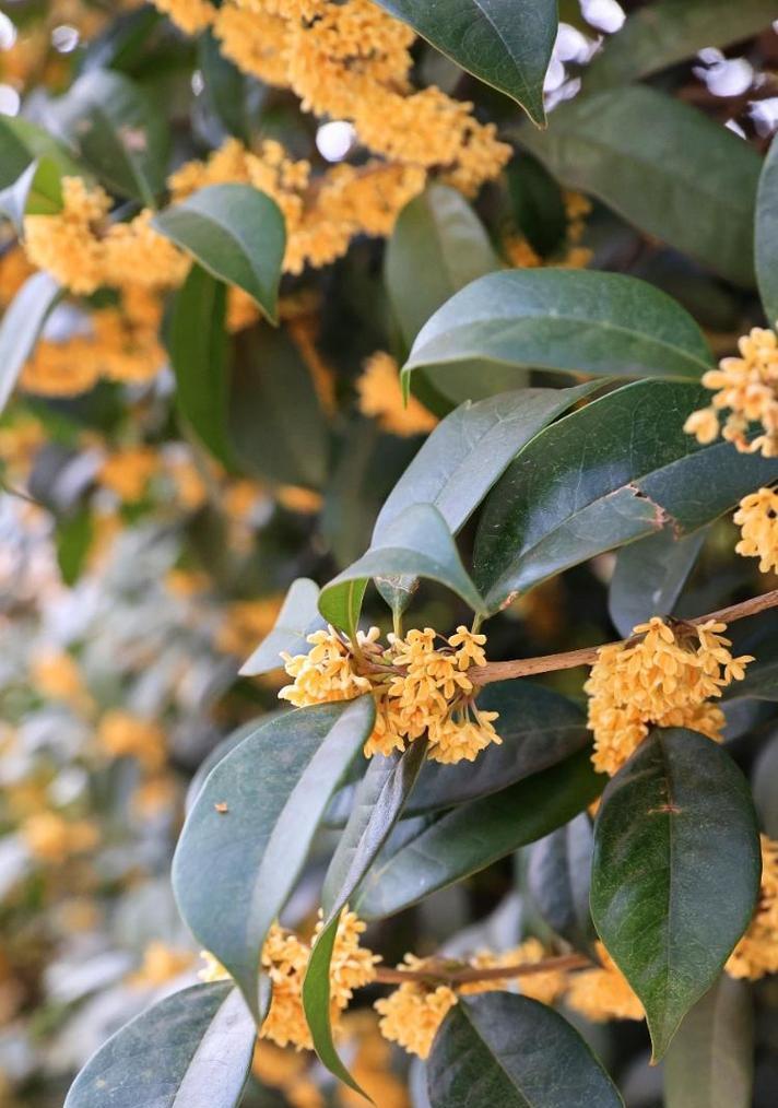 日照市的市花——桂花，浓郁芬芳的象征（桂花的象征意义与日照市的关系）