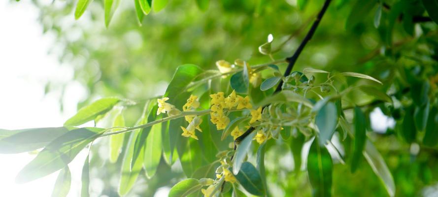 沙枣花的花语和寓意（解读沙枣花的神秘语言）