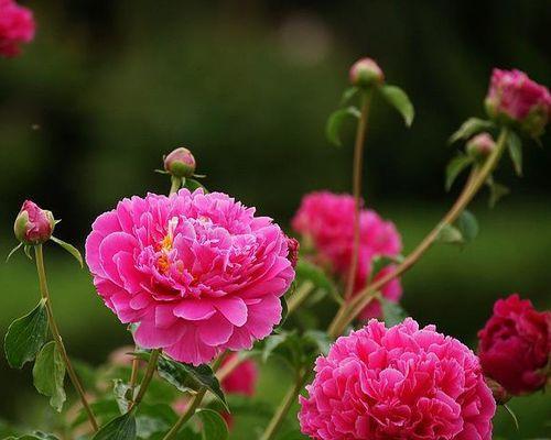 芍药花语揭示的深层含义（探寻芍药花语的真正意义）