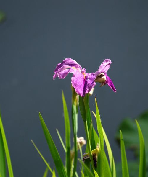 花开孤傲清冷绽放（探寻孤傲清冷之美）