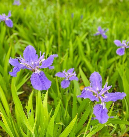 花朵的勇敢之美（以什么花代表勇敢）