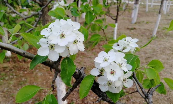 智慧之花——以橄榄树代表睿智（探寻橄榄树的智慧之光）