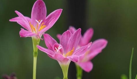 不好的花语——以百合花为例（揭开百合花背后的不好花语之谜）