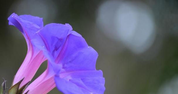 高贵之花-百合的花语（探寻百合花在高贵主题中的独特象征意义）