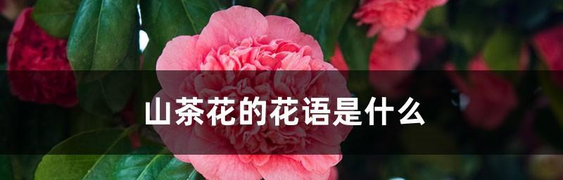 《回归的花语》（以菊花为主题的归来花语之探索）