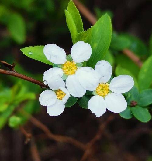 幻想之花——蝴蝶兰的花语（探寻蝴蝶兰的魅力与幻想）