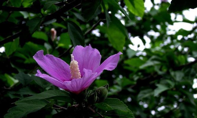 坚韧不拔的花语——向日葵的力量（阳光、坚持、成长）