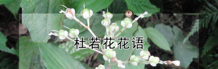 金榜题名（以牡丹花为主题的金榜题名之花语）