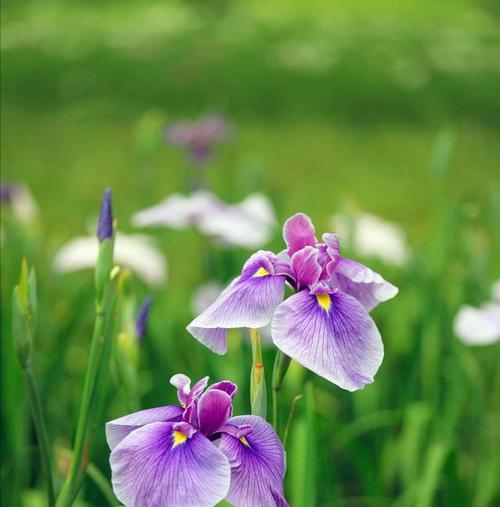 拒绝爱情的花语之菊花（以菊花为主题的拒绝爱情的花语）