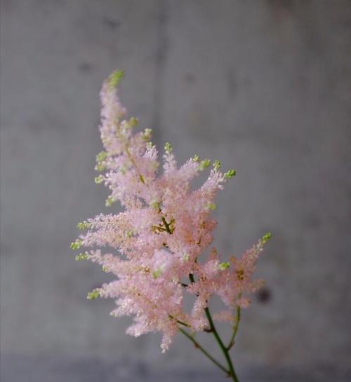 拒绝爱情的花语之菊花（以菊花为主题的拒绝爱情的花语）