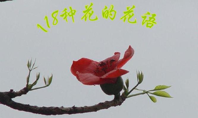 以牡丹花的花语为主题的宽容之美（探寻牡丹花的花语）