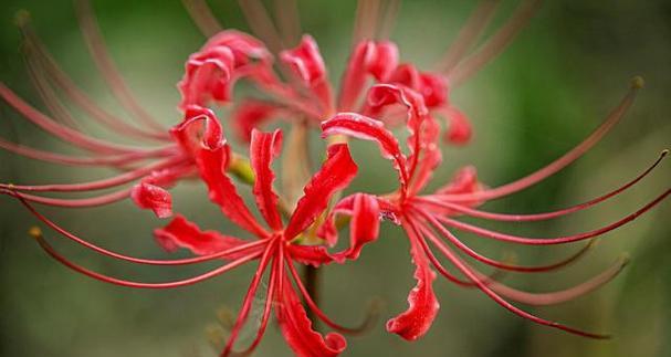 轮回的花语——莲花的启示（莲花之美）