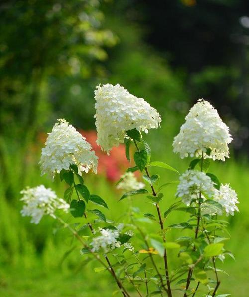 梦境之花（解读菊花的花语）