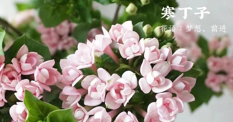 梦想之花（以玫瑰为代表的梦想花语）