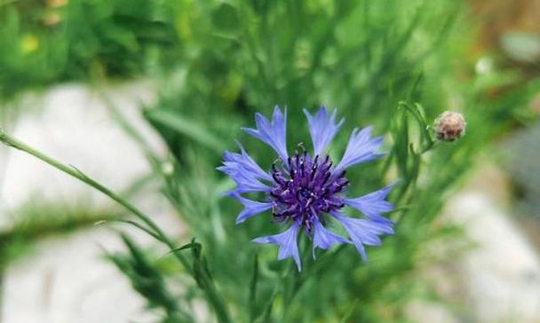 车矢菊播种时间的选择（了解车矢菊的生长特点）