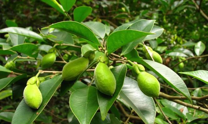 探秘沉香茶，一款独特的香型茶（香味浓郁）