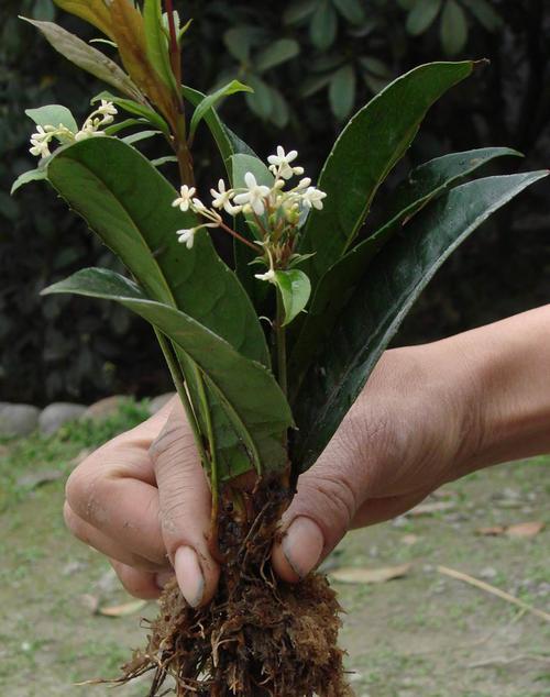 沉香桂开花时间及其特点（探究沉香桂的花期及其开花规律）