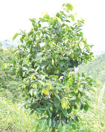 探秘沉香果的神奇功效与作用（解析沉香果的药用价值与食用方法）