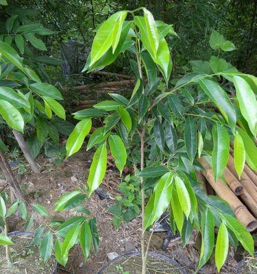 沉香种植地选择及栽培要点（探究沉香适宜的生长环境和种植技巧）