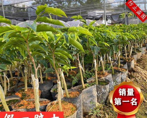 沉香树——国家保护植物（探索沉香树的种类）