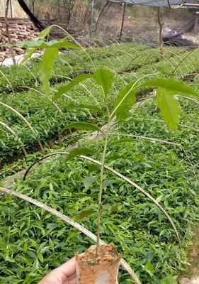 沉香树的香味及其应用价值（探究沉香树为何散发出浓郁香气及其在不同领域的应用）