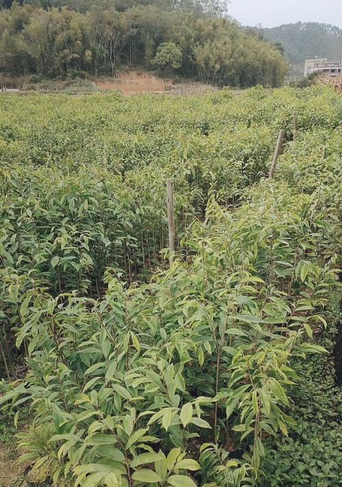 沉香种植之技术与方法（学习沉香种植）