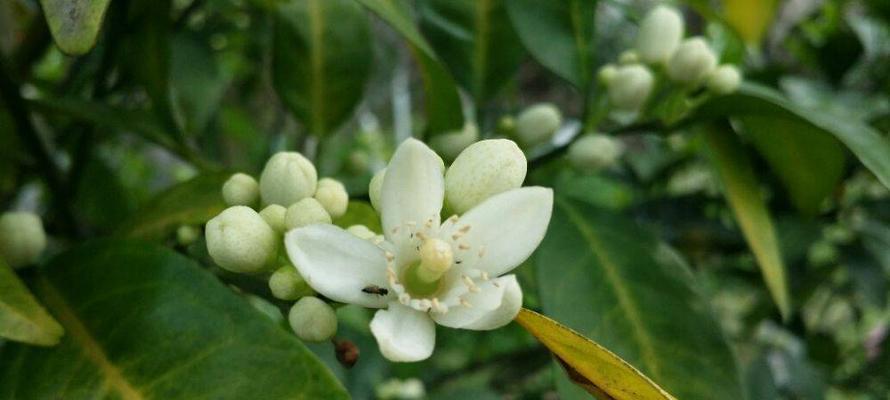 橙子开花时间解析（了解橙子开花季）