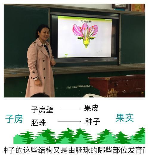 橙子种子怎么种植（从选种到收成全解析）