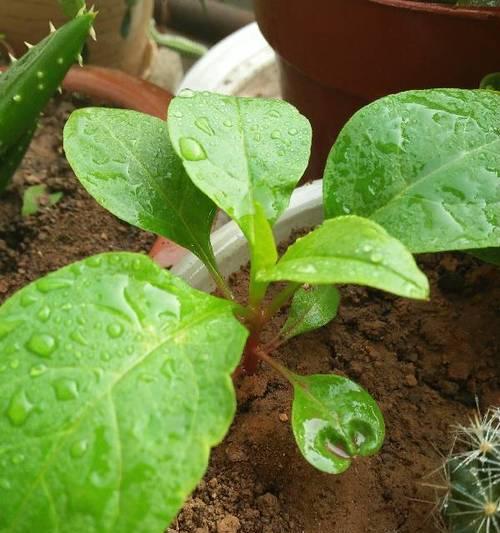 茎上美食——这些植物茎可以吃（探究那些意想不到的茎类美食）