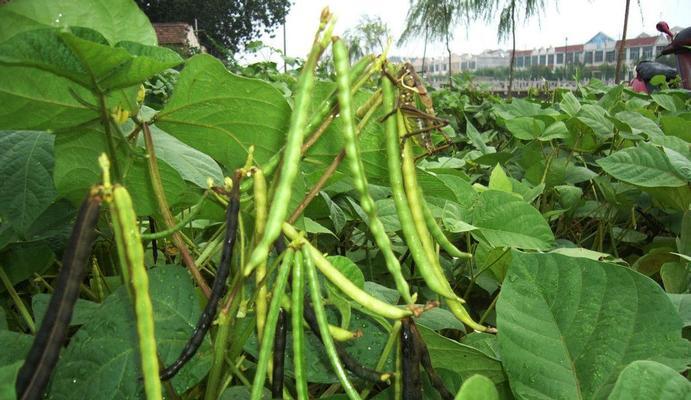 红豆种植指南（什么时候种最合适）