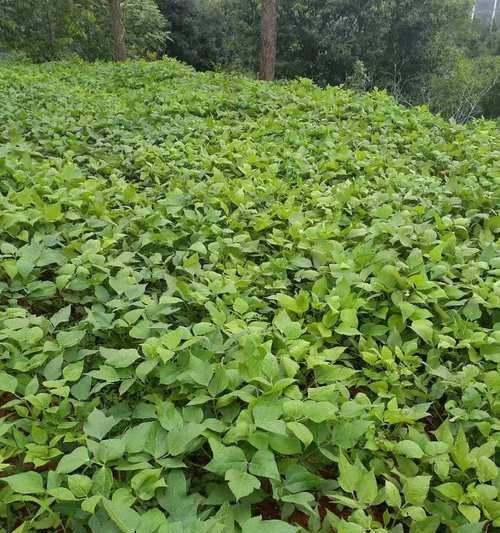 如何让红豆快速发芽（小贴士教你快速让红豆发芽）