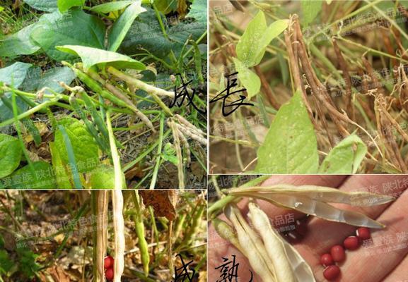 红豆种植教程（掌握“发芽-移栽-管理”三大技巧）