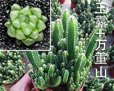 探究用赤玉土种植多肉的方法（从土壤的特性到种植技巧）