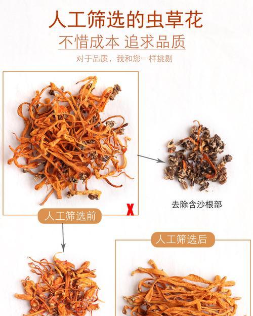 认识虫草花——中药材中的珍品（介绍虫草花的别名）