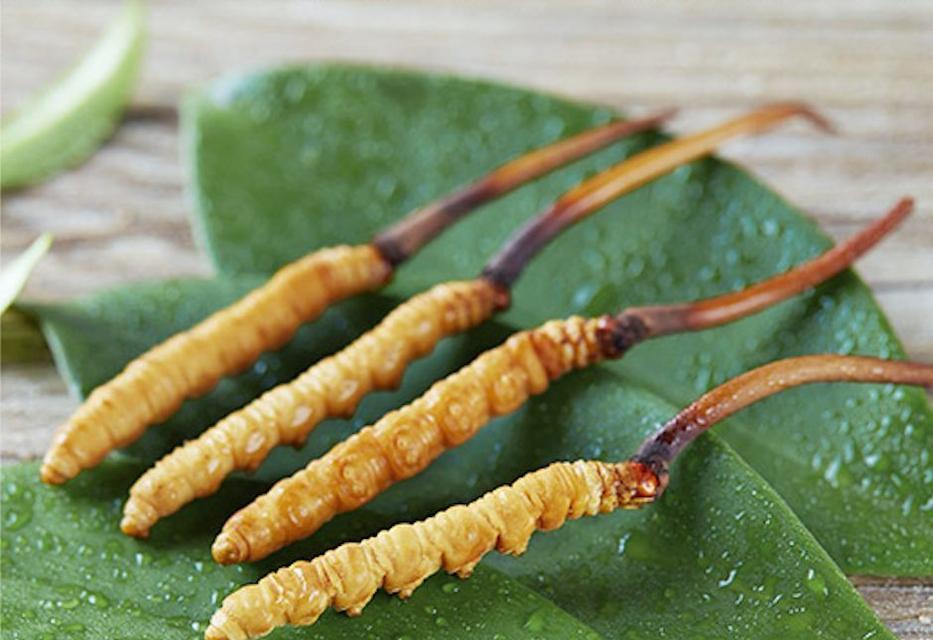 虫草生长温度详解（探究虫草生长的最佳温度范围）