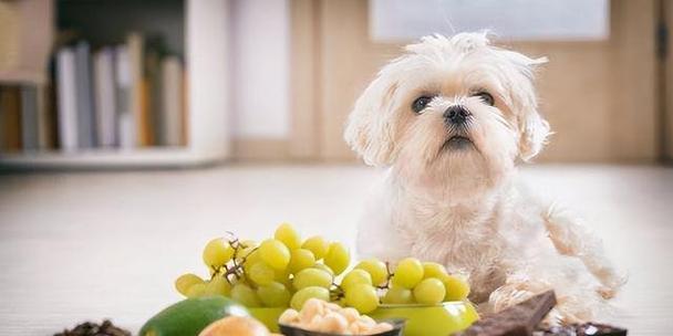 宠物狗狗可以吃紫薯吗（紫薯的营养价值、狗狗的膳食原则、如何为狗狗添加营养）