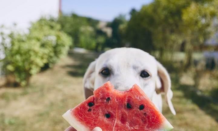 宠物狗狗可以吃紫薯吗（紫薯的营养价值、狗狗的膳食原则、如何为狗狗添加营养）