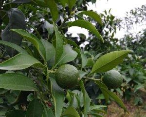 品尝中国南方特产“丑八怪”（探秘丑八怪的起源和美食文化背景）