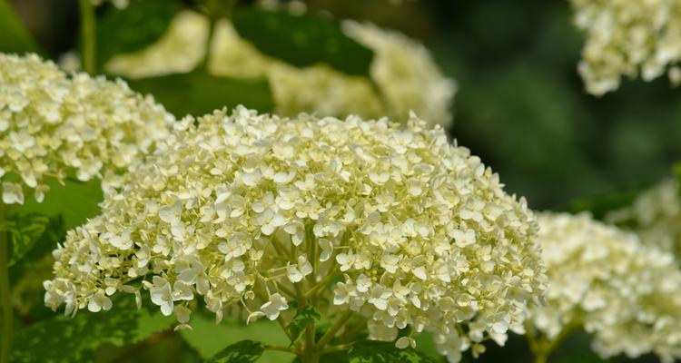 臭球花的危害（臭球花中的毒素与健康）