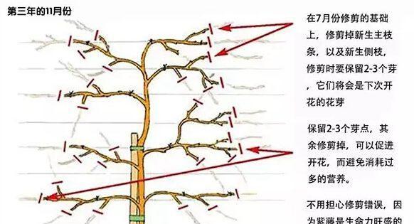 臭绣球修剪全攻略（打造美丽花园的秘诀）