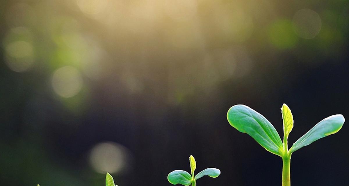 积极向上的植物——自然的力量（探索植物世界中的能量源泉）