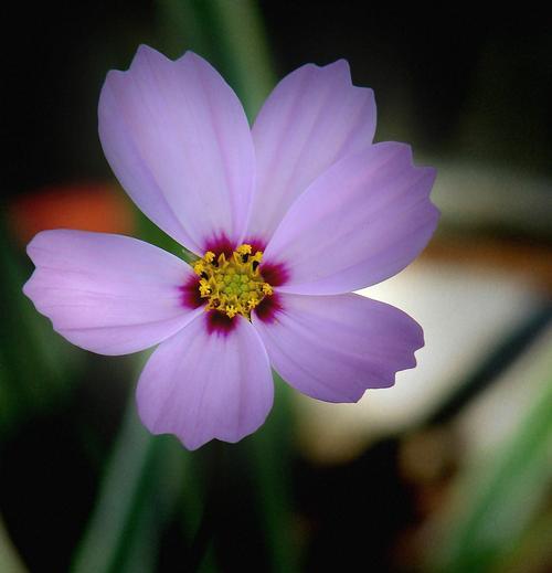 花与植物的坚强勇敢独立（在自然中追寻力量和自由）