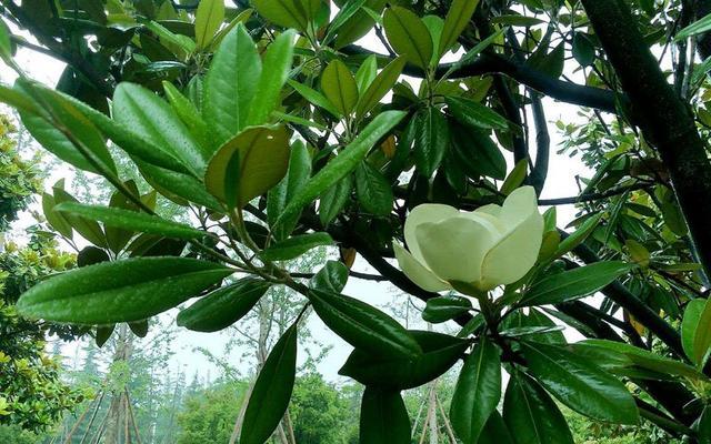 教师精神的象征植物及其意义（以植物为媒介）