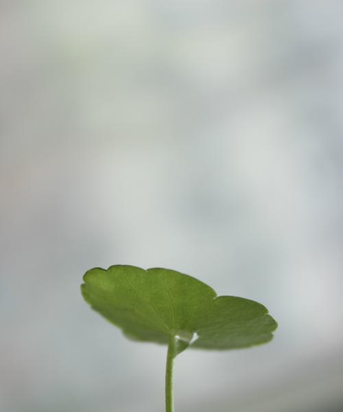 努力向上的植物之我见（以植物为象征的坚持不懈和成长之路）